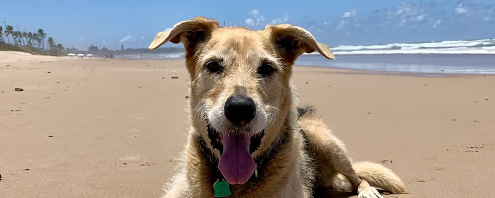 dog relaxing on a beach