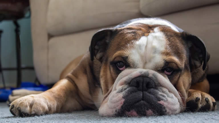 bulldog laying on the floor