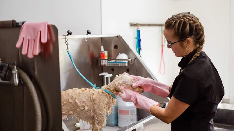 a dog groomer bathing a small poodle