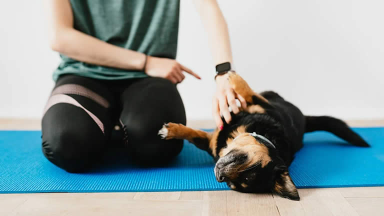 a dog being trained by a person on a yoga mat