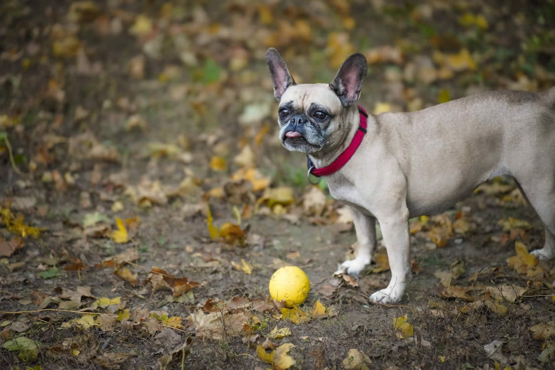 pug mix with ball surrounded by fall leaves