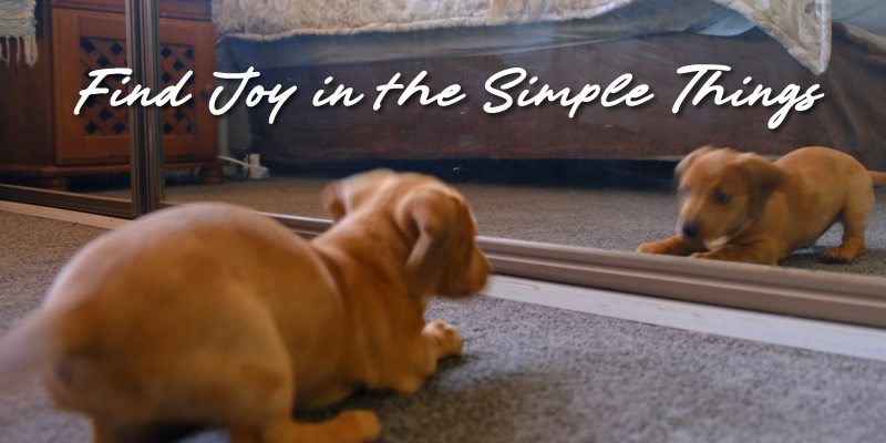 a dachshund puppy playing with his mirror reflection