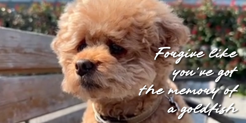 A poodle sitting on a park bench