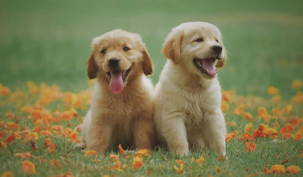 two golden retriever pups