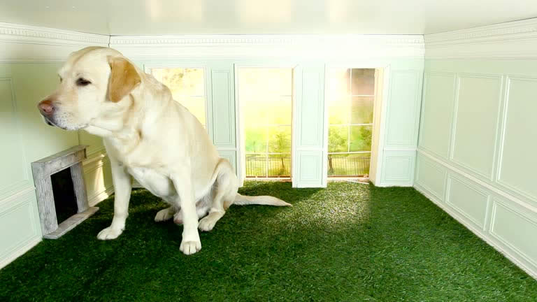 Labrador sitting in a doll house making him look huge