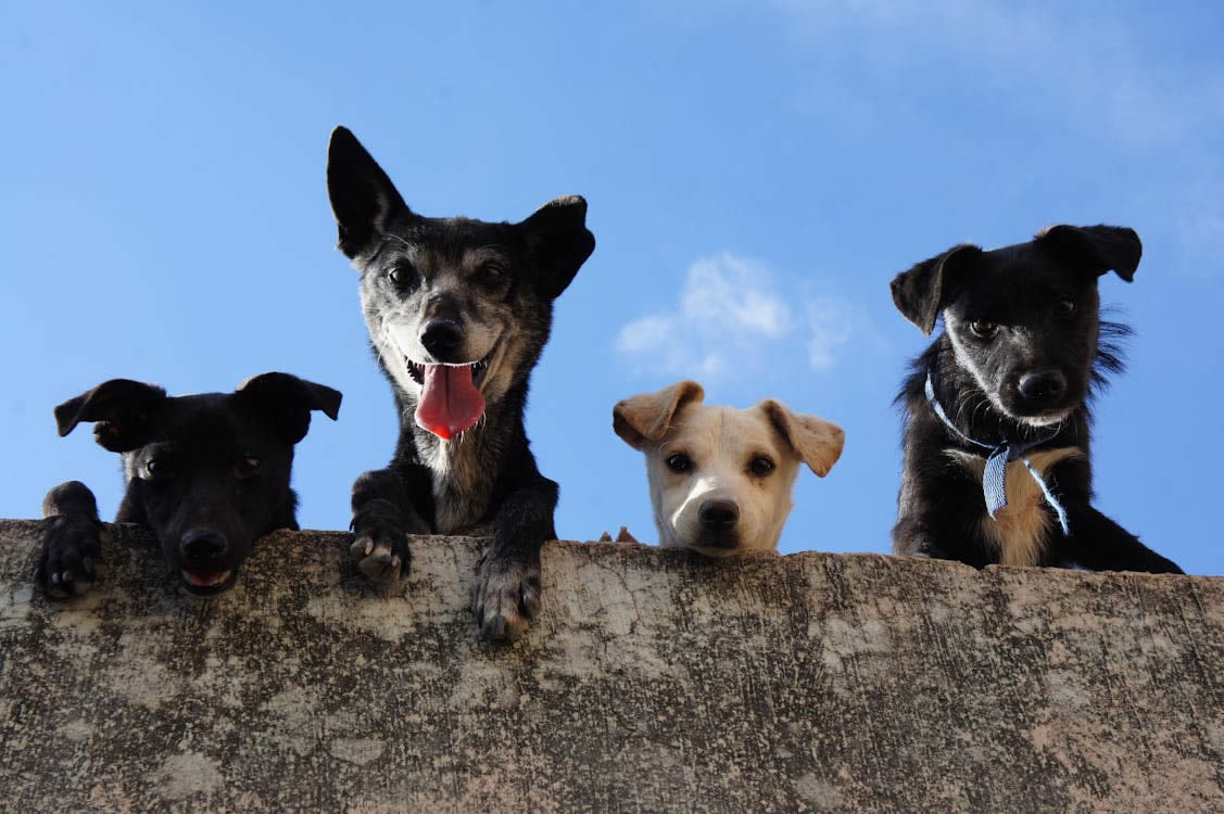 row of dogs looking down over a wall