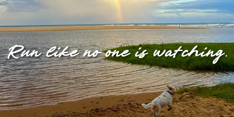 a small dog running on a beach with a rainbow