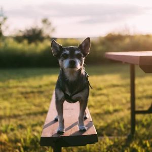 chihuahua on a picnic bench