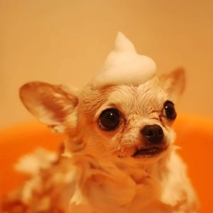 chihuahua getting bath