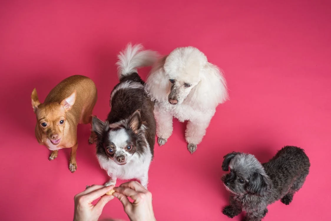 4 small dogs looking up waiting patiently for a treat