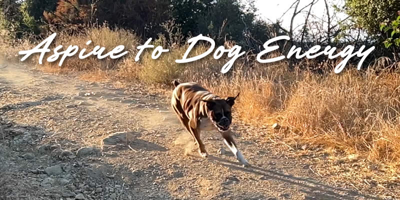 A dog running along a hiking trail.