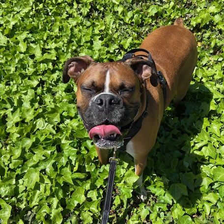 Ollie the brown boxer sitting in clover grass