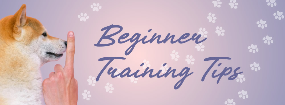 a photo of a dog being hushed with text: beginner training tips