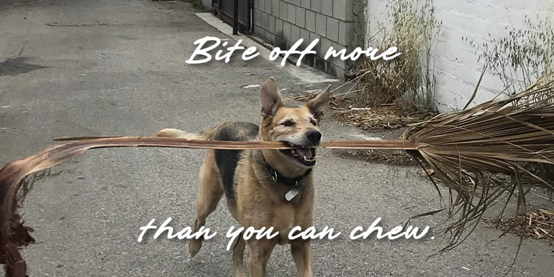 a large dog carrying a giant palm leaf