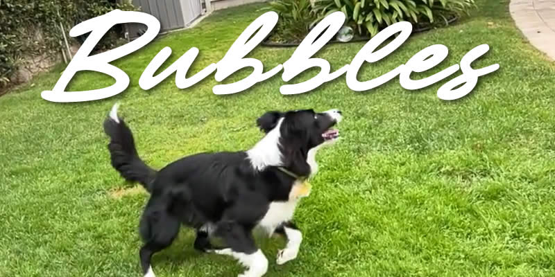 a dog jumping for bubbles in the back yard