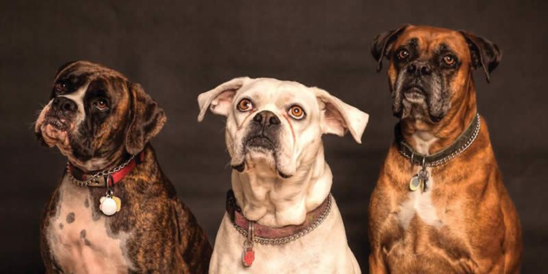 three large dogs posing still for the camera