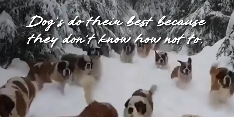 a herd of st bernards walking the snow with text: Dog's do their best because they don't know how not to