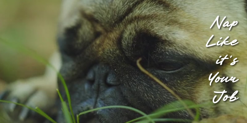 A pug snoozing in the grass