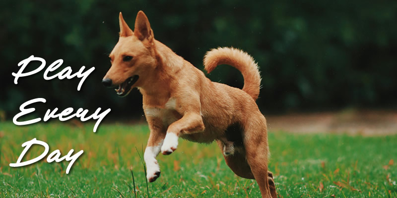 brown dog playing in a grass field with text: Play Every Day