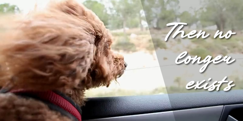 a dog riding in a car with the window down with text: then no longer exists