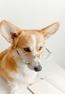 a corgi wearing glasses sitting by a book