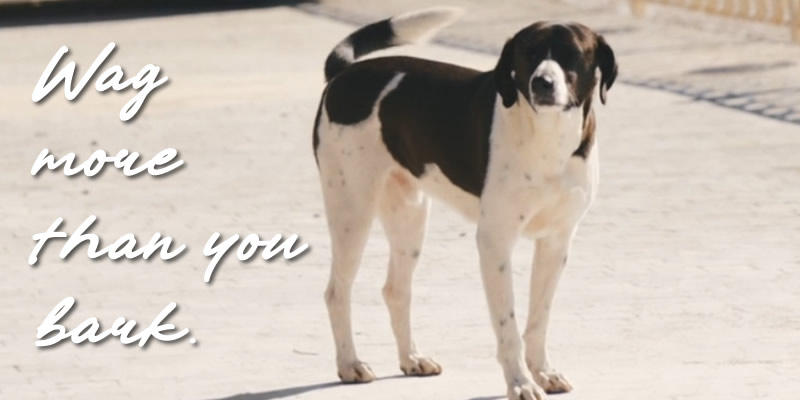 a medium black and white dog standing in a parking lot with text: wag more than you bark